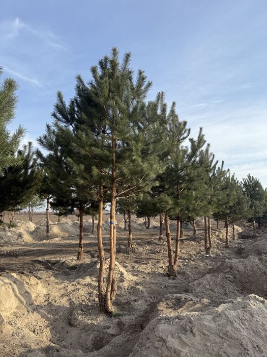 Сосна звичайна сільвестріс крупномір 4-7 метрів