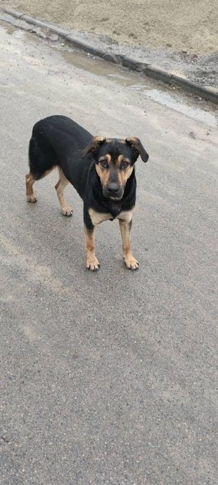 Песик пес собака шукає родину, знайшли, загубився  молодий