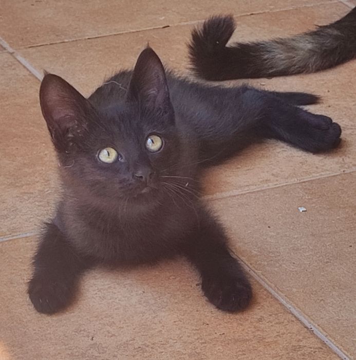 Gato para adoção