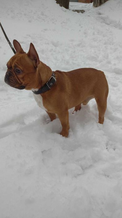 Красный французский бульдог вязка