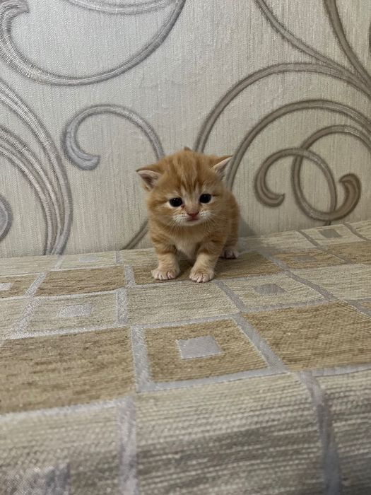 Шотландський червоний мармур
