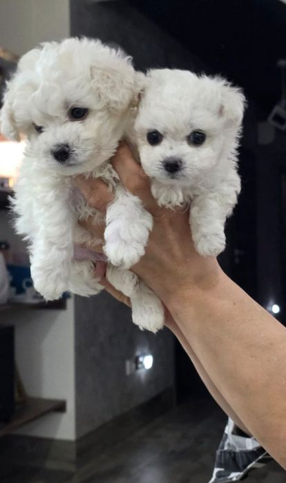 Bichon Frise mini Suczka