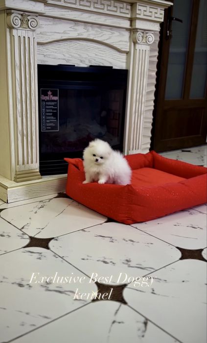 Найкращі SUPER VIP mini білі цуценята. Померанські шпіци. Шпіц. Щенок