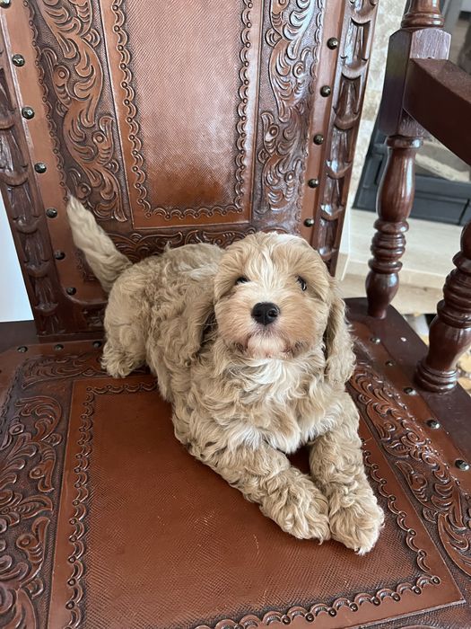 Cavapoo piesek juz do odbioru