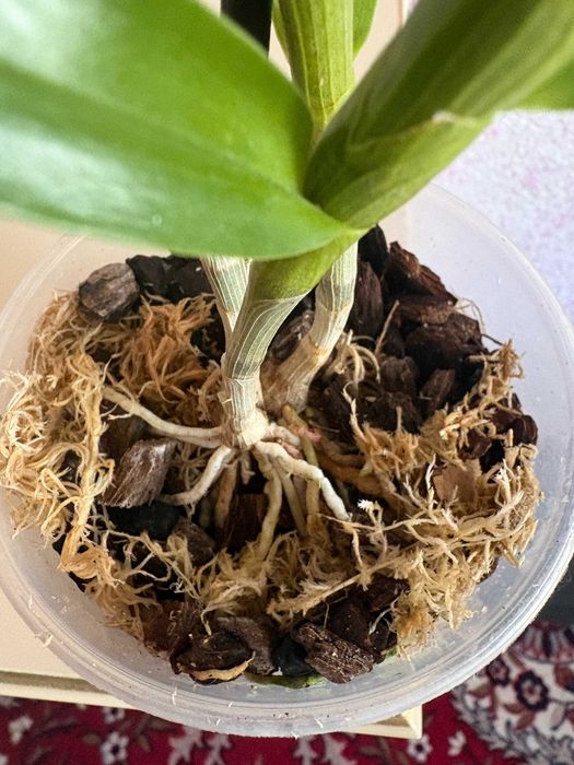 Орхідея Дендробіум Нобіле Жовтий