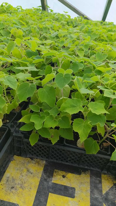 Paulownia shan tong, drzewo tlenowe, szybko rosnące, paszport