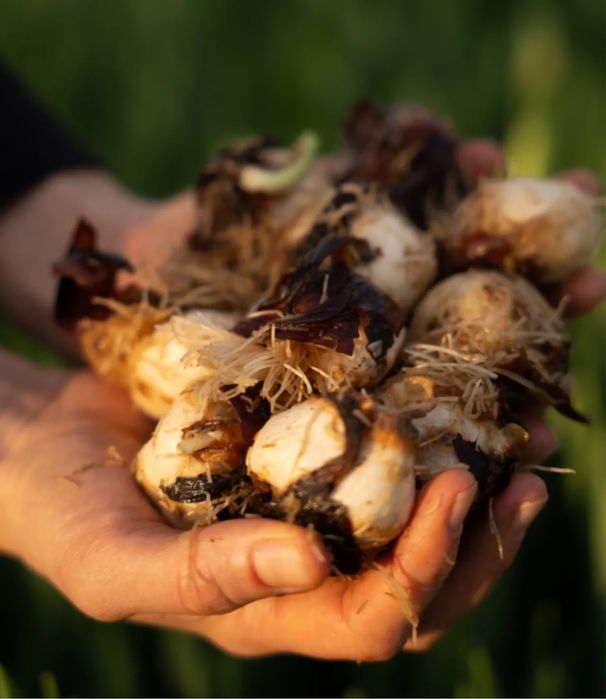 Тюльпан після вигонки|strong gold|тюльпани|квіти|гурт|цибулинка|квіти|тюльпани після вигонки|цибуля|квіти|купити цибулинку тюльпана|голанский тюльпан