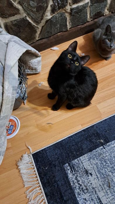 Сіренький котик Кекс шукає дім