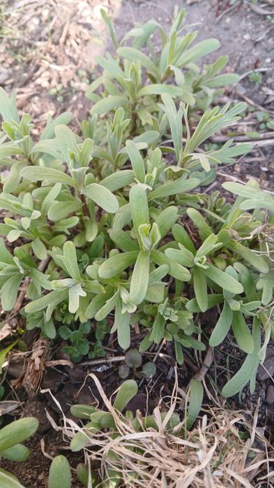 Melisa, estragon  , oregano,piołun,wrotycz sadzonki