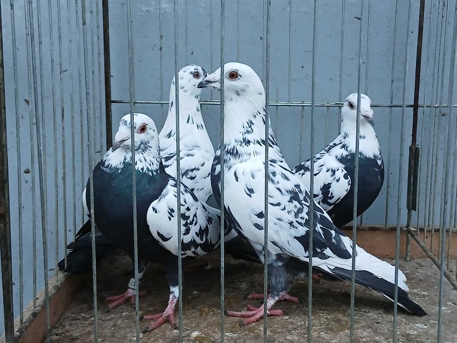 Mulemans tygrys mulemansy tygrysy gołąb gołębie