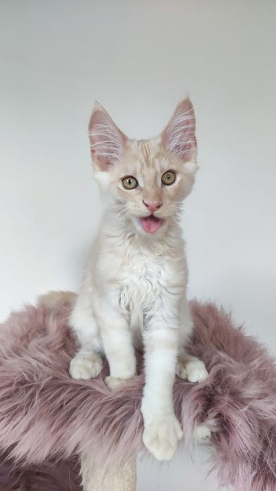 Maine Coon kocur fpl - odbiór po 15.05