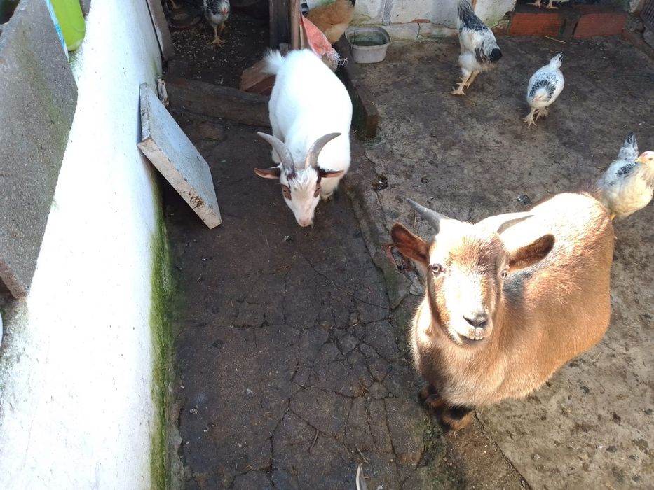 Bode Anão Cerca de Ano e Meio