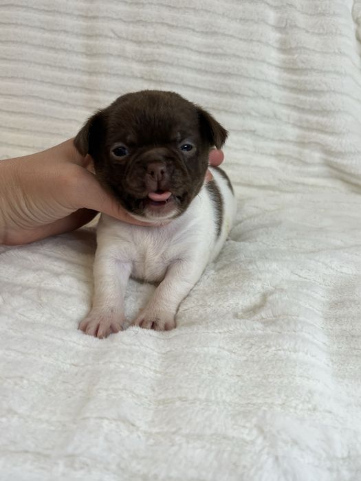 Chihuahua Macho Pelo Curto