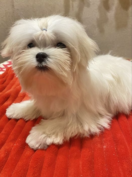 Мальтезе мальчик мини