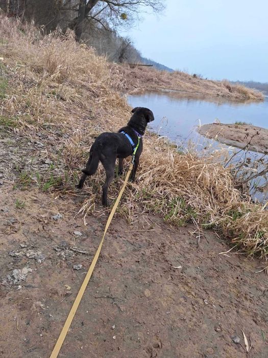 ELMO  rezolutny , kochany psiak do adopcji