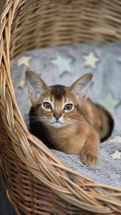 Абісинські кошенята  абіссинська кішка  абиссинские котята