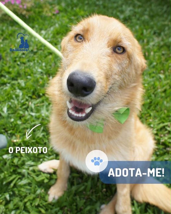 Peixoto cao para adoção