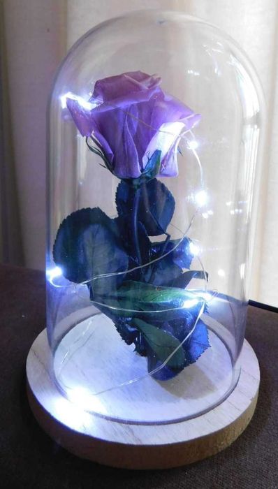 Rosas preservadas novas