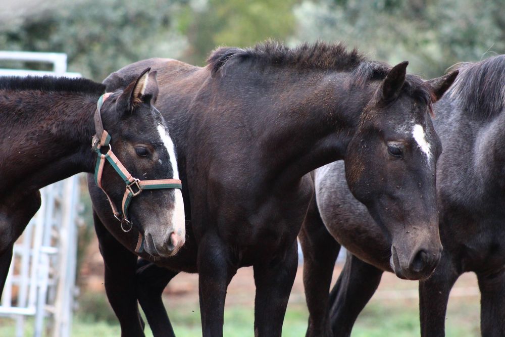 Poldra Ubana muito tipica