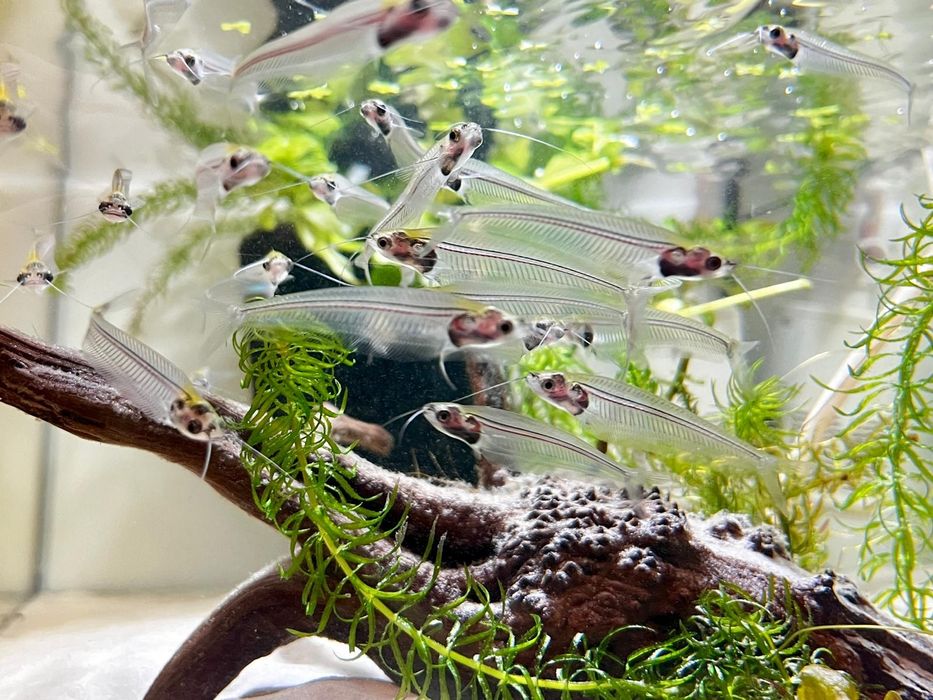 Sumik Szklisty Piękna Rybka Akwariowa