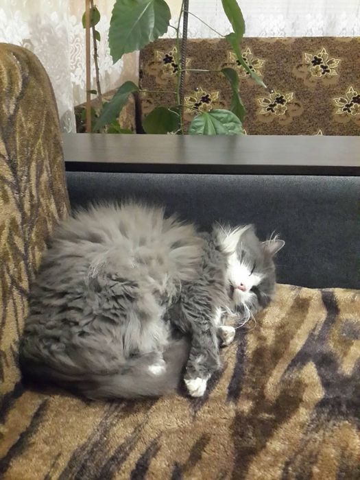 Зник домашнiй улюблинець