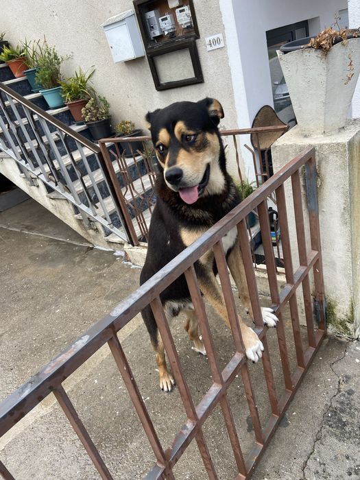 Tenho este cao para odoçao