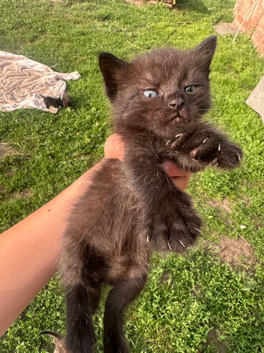 Продаем 5 котят 2 дівчаток та 3 хлопчиків