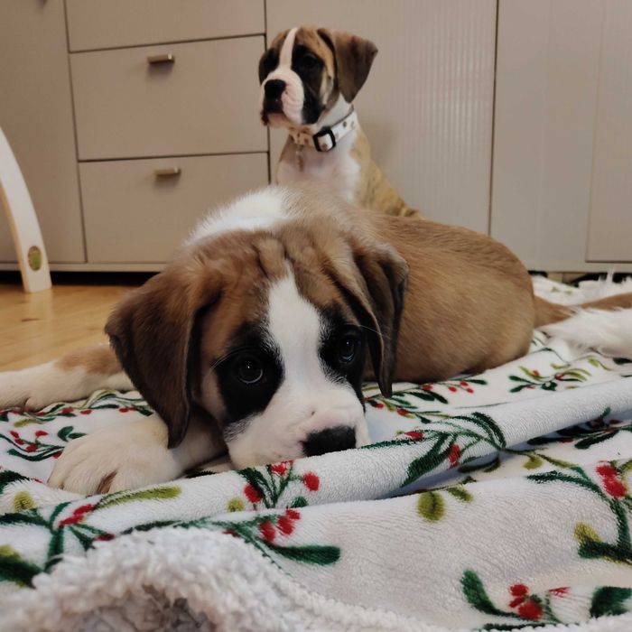 Bokser gotowe do odbioru