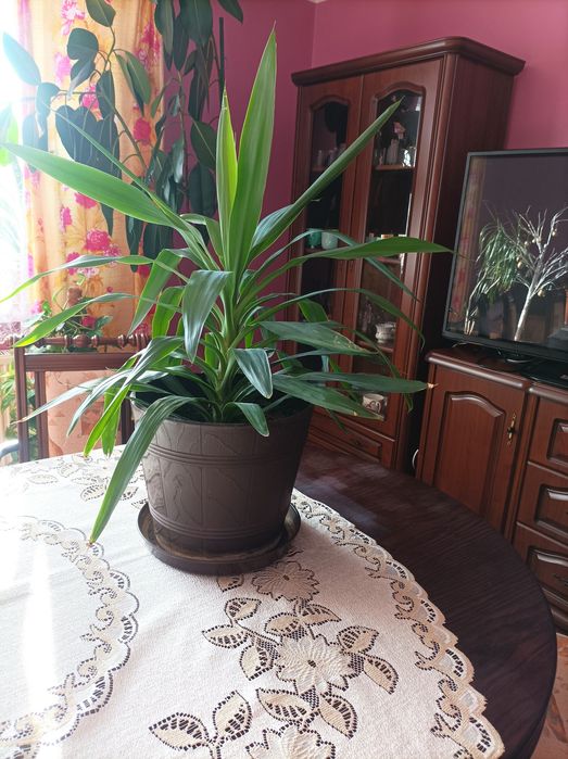 Piękna juka doniczkowa.