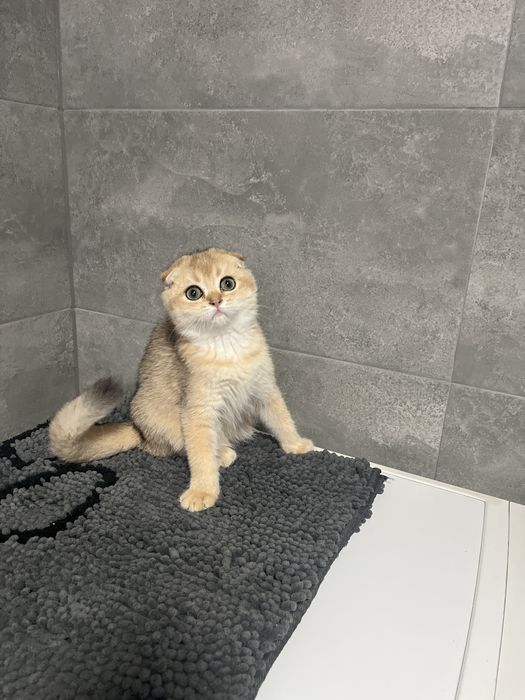 Красотка в золотій шиншиловій шубці