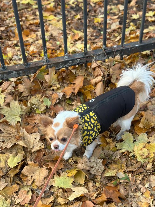 Жилетка для собак, одяг для собак