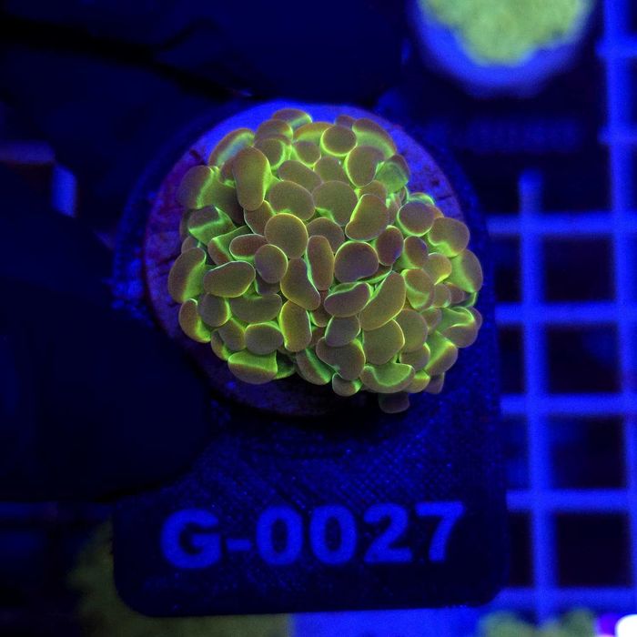 Euphyllia Paraancora Hologram Ultra (2 głowy) WYSIWYG #G0027