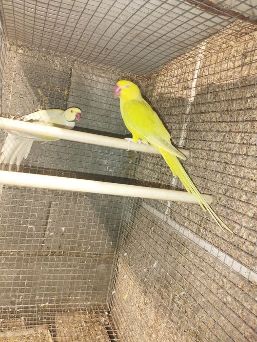 Casal Ring Neck iacewing