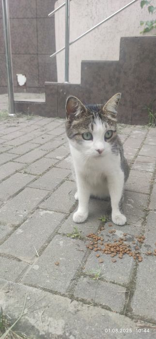 Замечена кошка, ищет дом