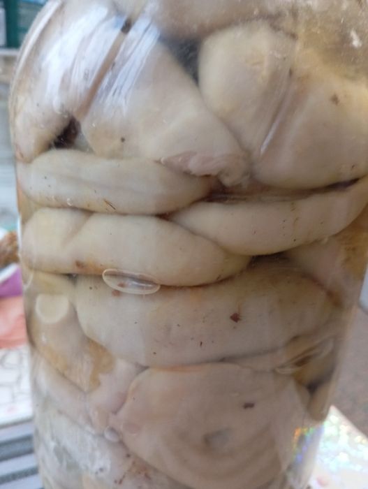 Грузді ГРИБИ Солені холодним посолом