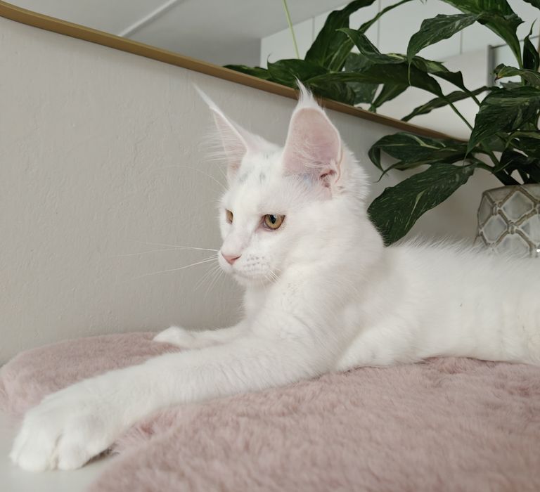 Wito duży biały kocurek Maine Coon