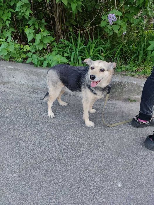 Очень симпатичная собачка Адель-добрая душа, возраст 3+