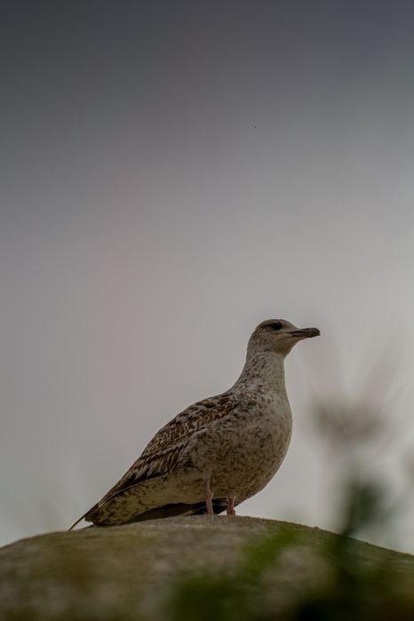 Nikon D3300 - Bom estado