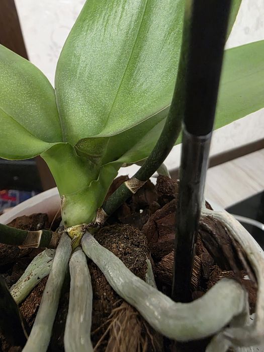 Шикарна Орхідея Пініф