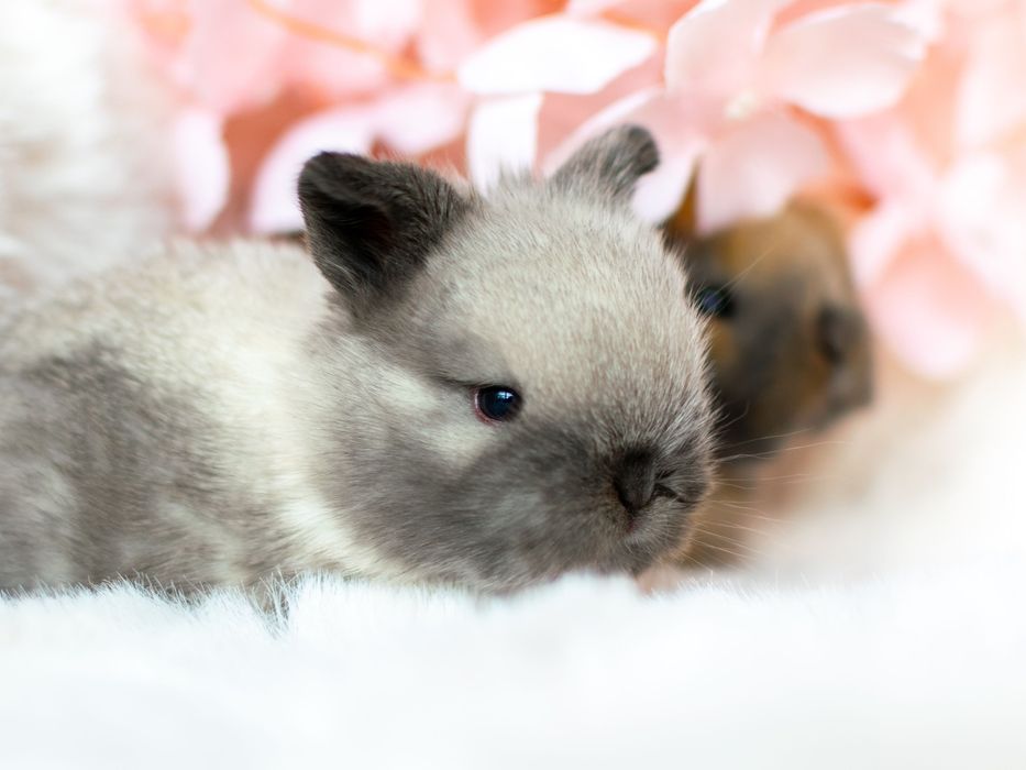 Królik króliczek Mini Lop