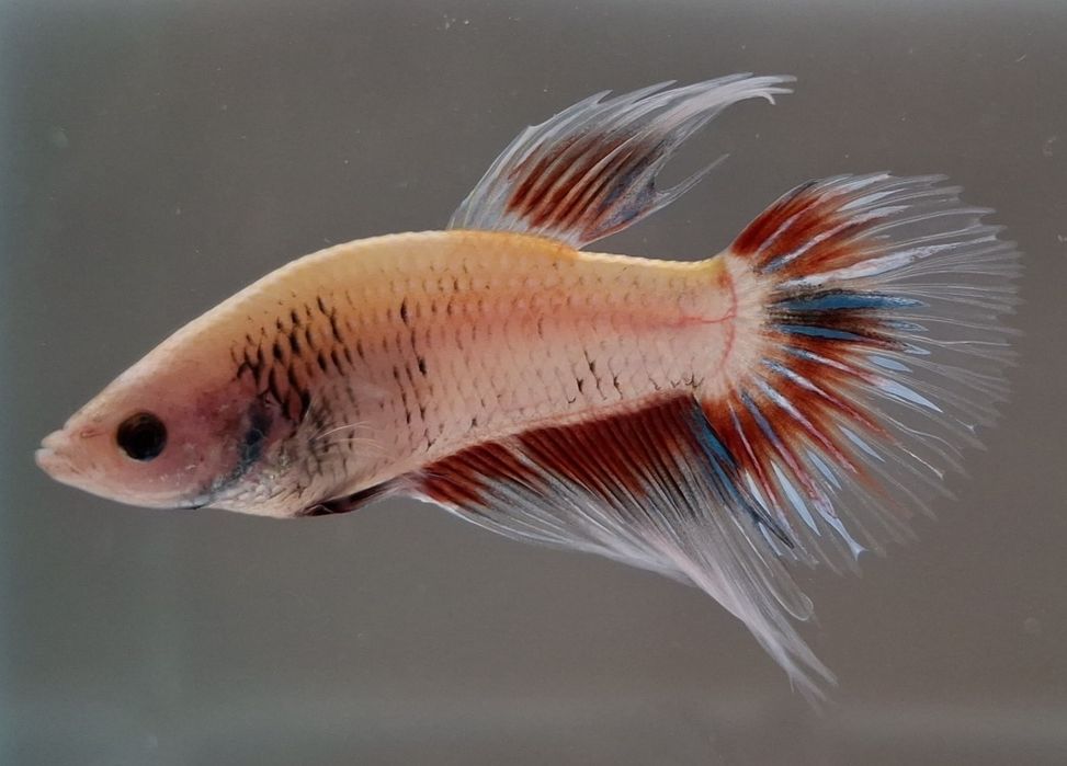 Machos Betta adultos - 5€