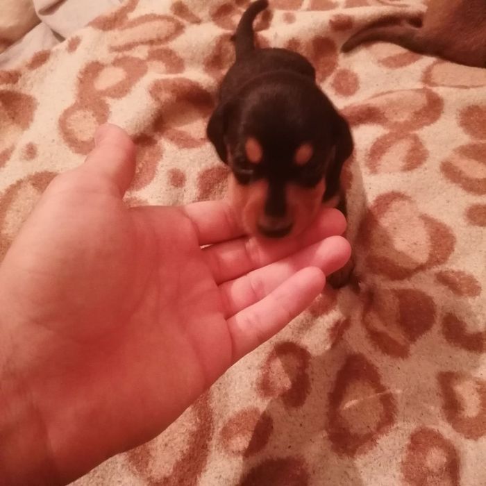 Продаються такси дівчатка 3000грн(можливий торг)