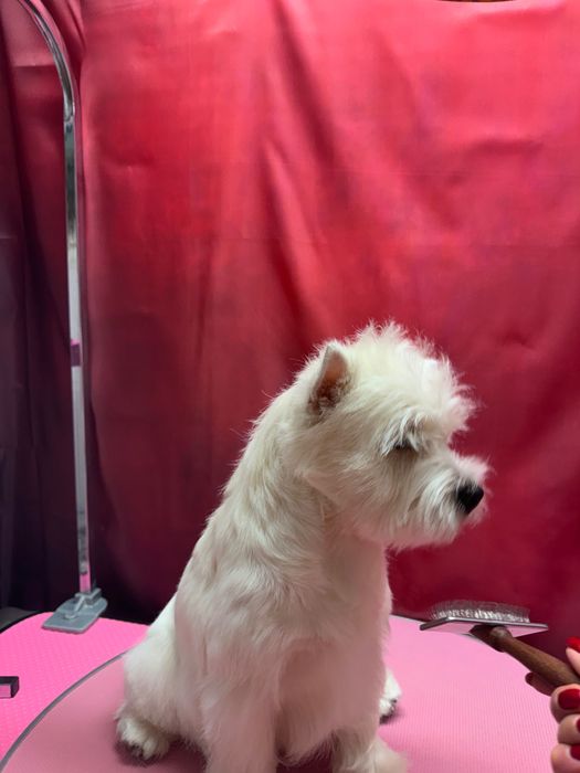 West Highland White Terrier