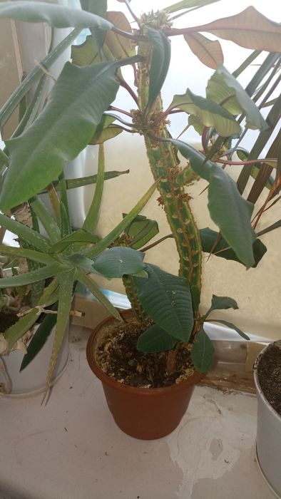 Домашні кімнатні квіти