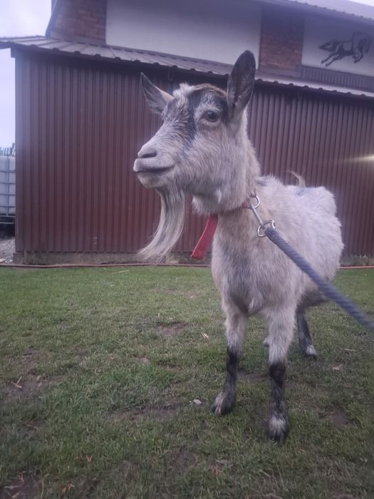 Sprzedam dorosłą kozę