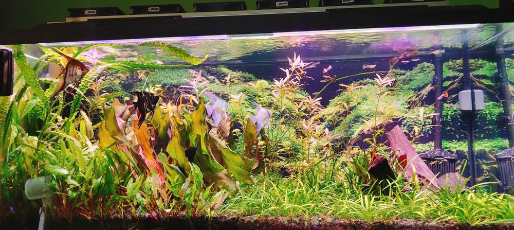 Akwarium 240l -120x40x50 plus cała reszta.