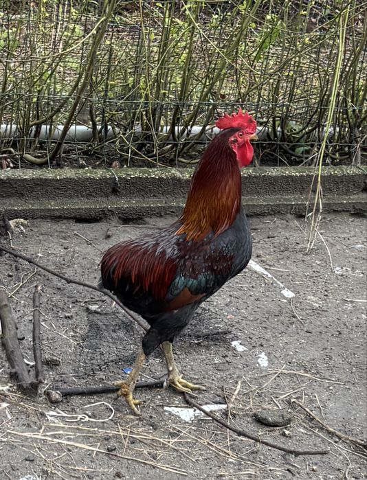 Granizo muito lindo, cruzado com Araucana.