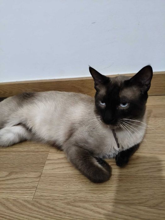 Gatinhos para dar