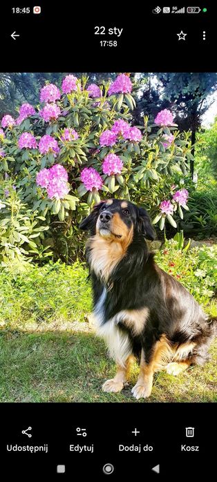 Mieszkańcy Dębca pies Borys zaginął - nagroda za informację