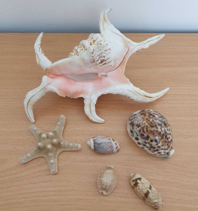 Ракушки морские 1 набором, мушлі декоративні, всі 1 лотом